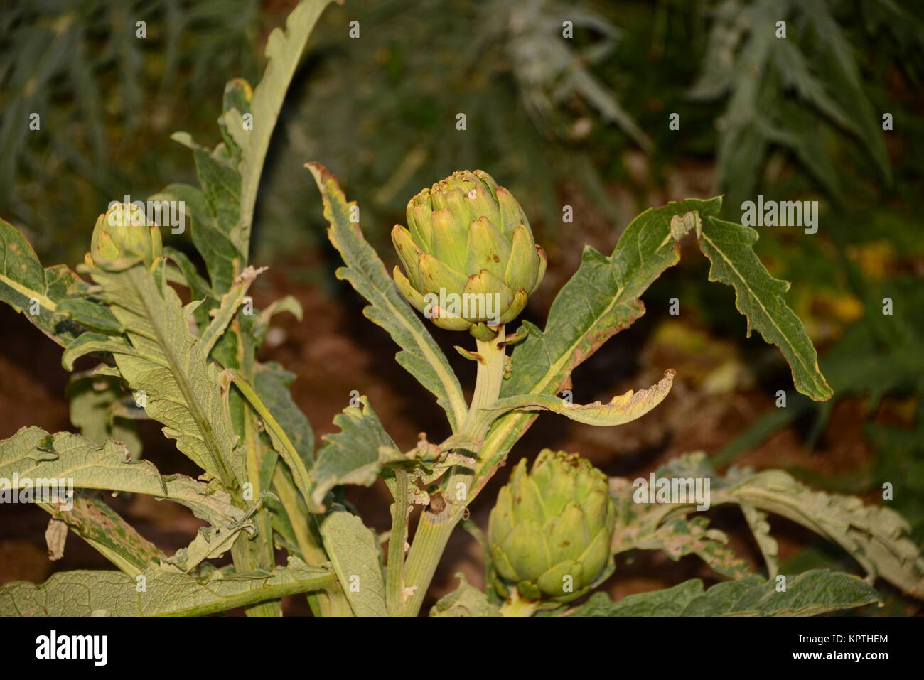 artichokes on the field in spain Stock Photo Alamy