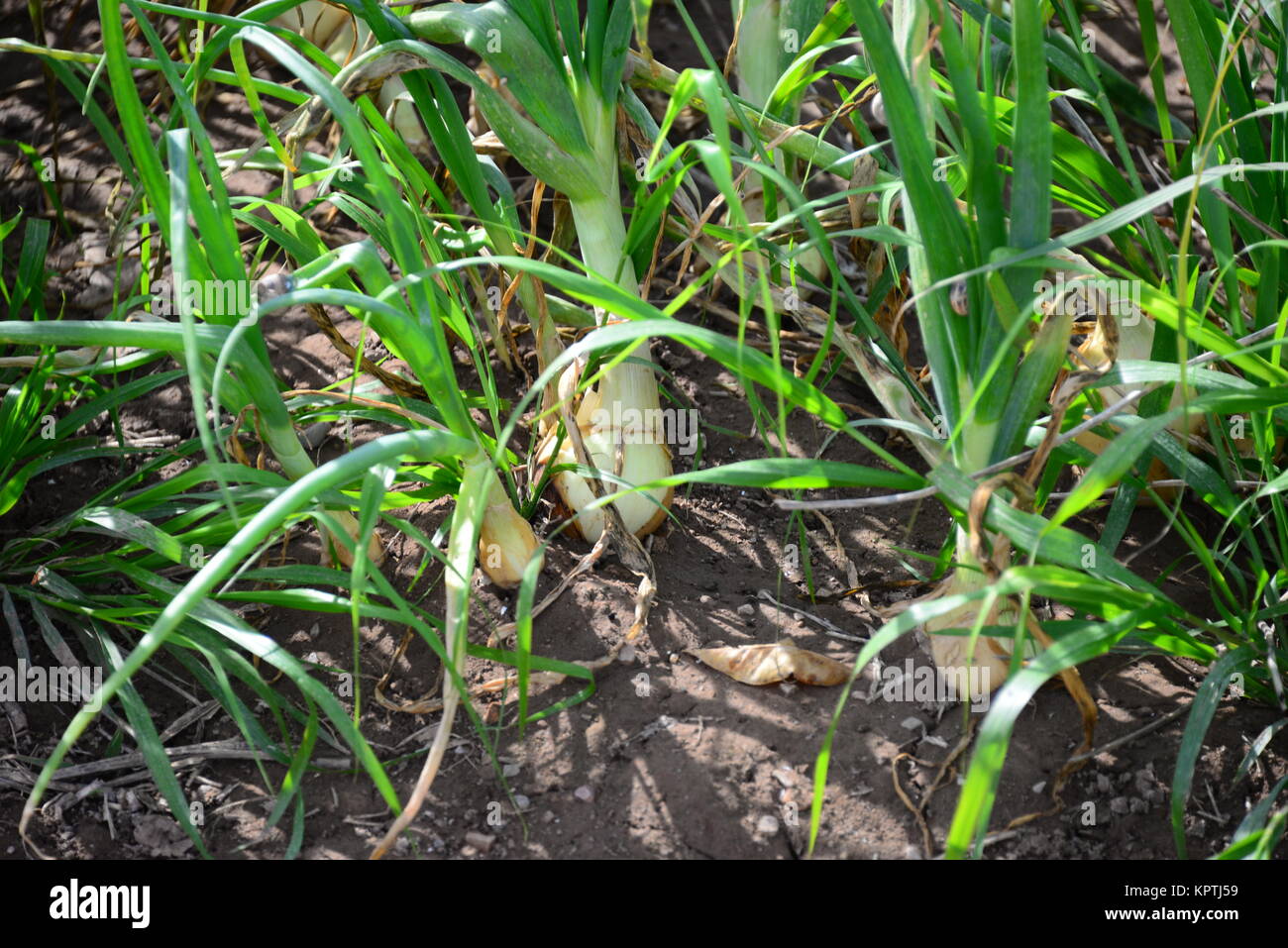 onion field in spain Stock Photo Alamy