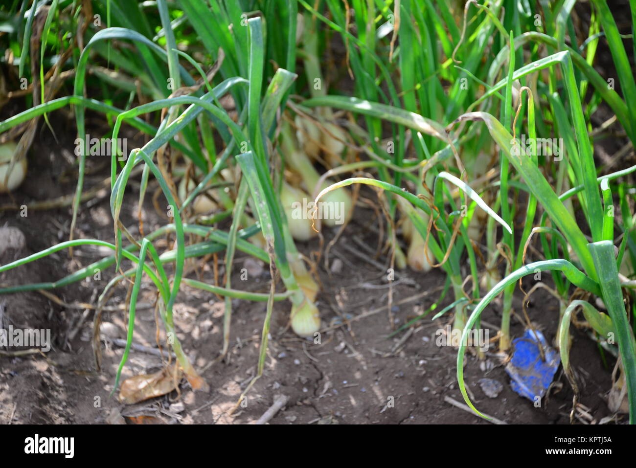 onion field in spain Stock Photo Alamy