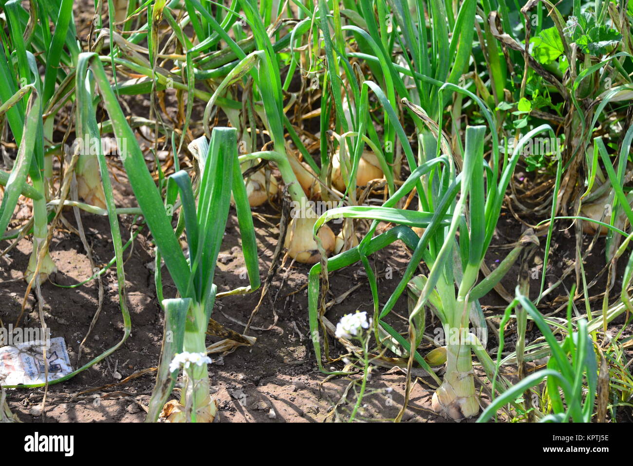 onion field in spain Stock Photo Alamy