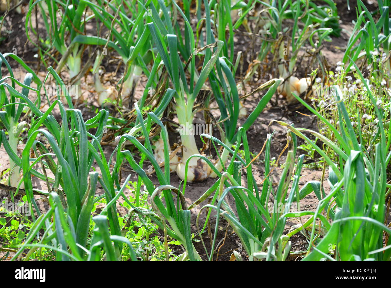 onion field in spain Stock Photo Alamy