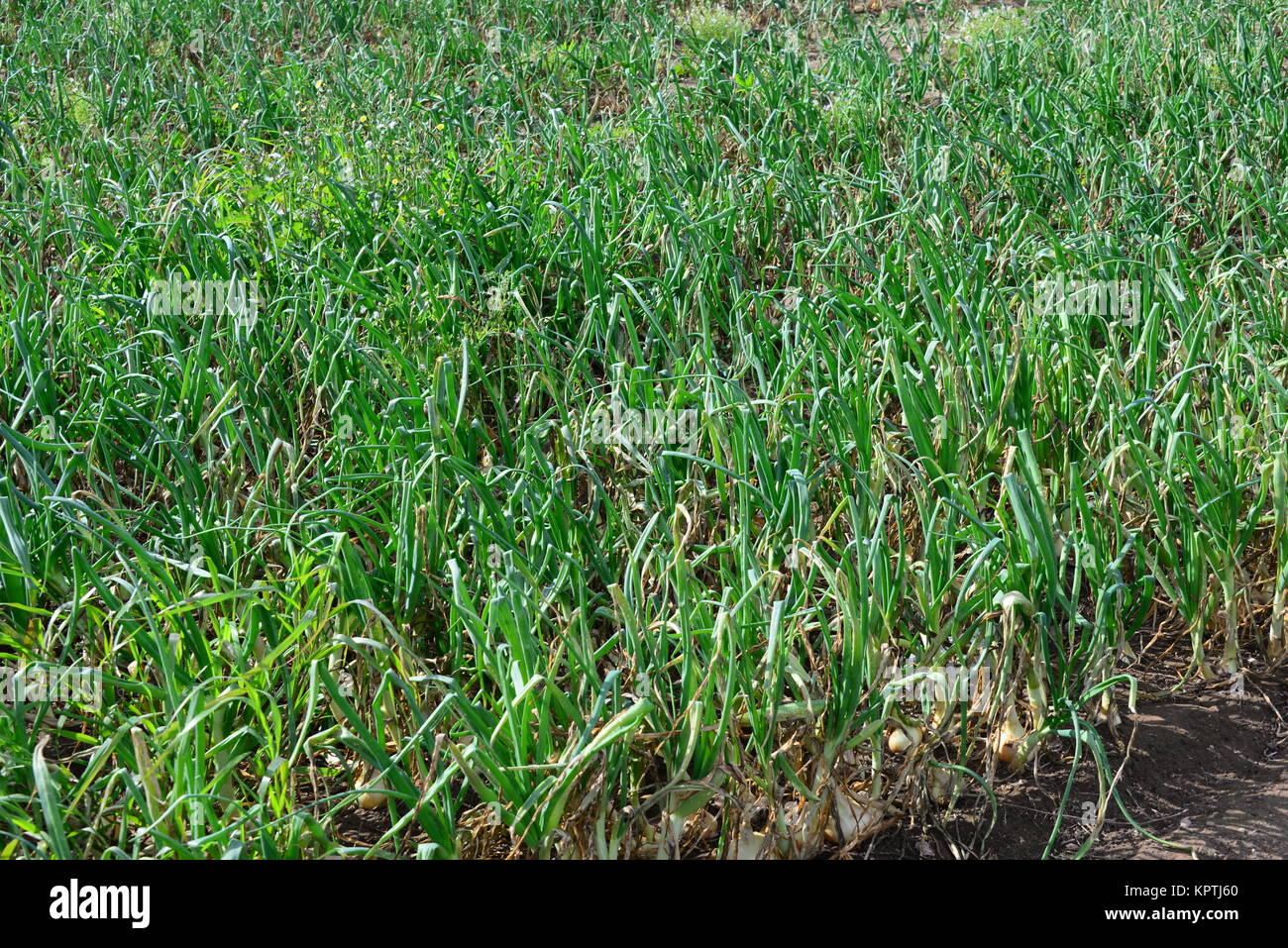 onion field in spain Stock Photo Alamy