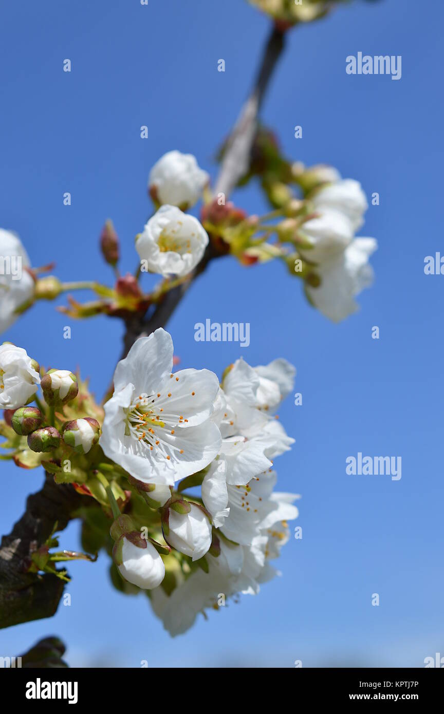 white blooming cherry tree in front of bright blue cloudless sky Stock Photo