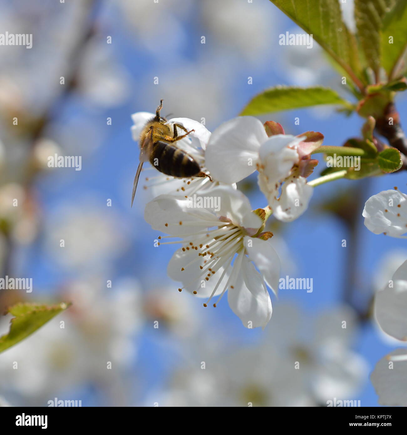 white blooming cherry tree in front of bright blue cloudless sky with pollinating bee Stock Photo