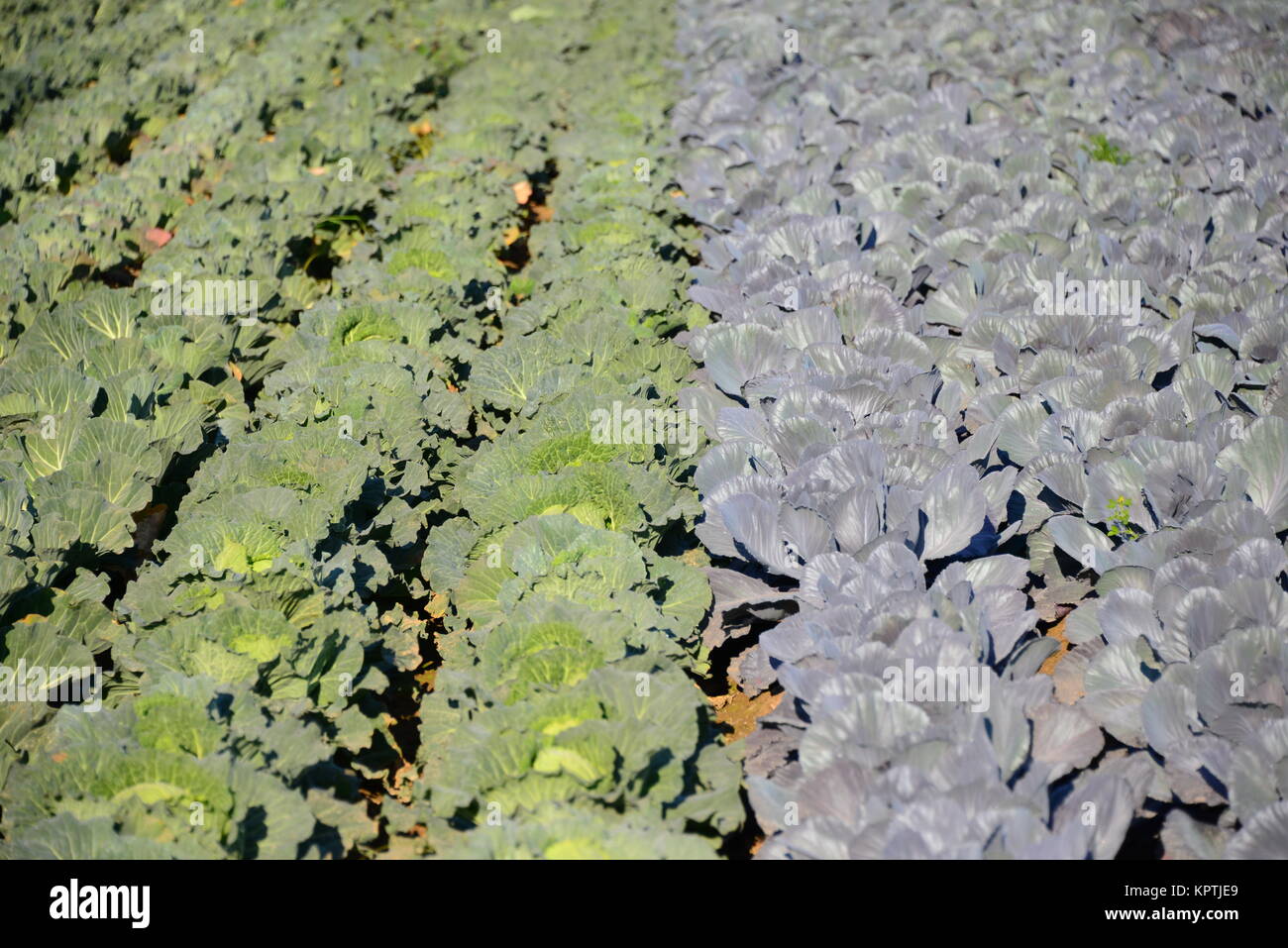 red cabbage on the field in spain Stock Photo Alamy