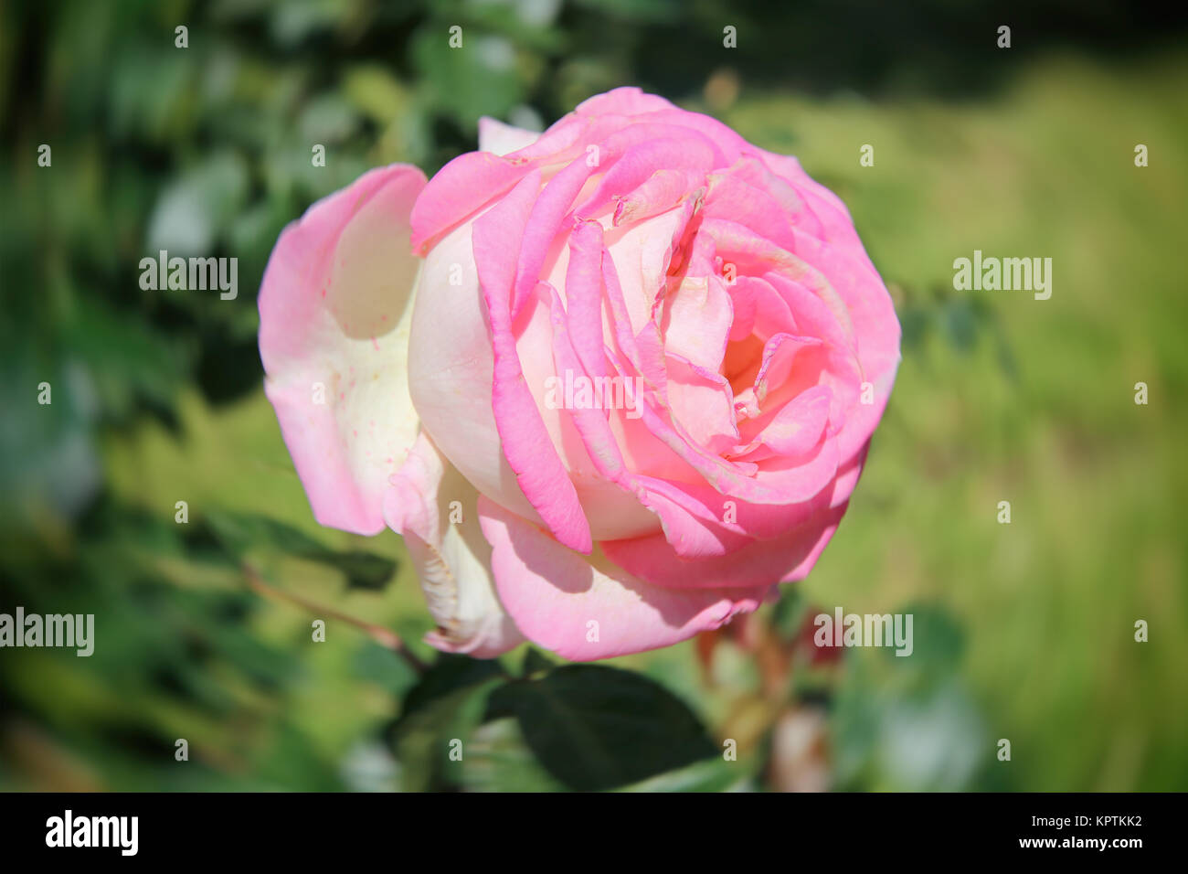 Beautiful Pink Rose in a Garden Stock Photo - Alamy