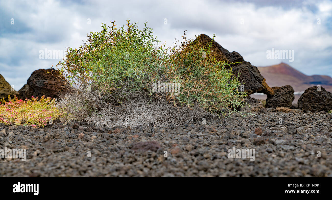 Shrub-Dornlattich in the beautiful volcanic areas of Lanzarote Stock Photo