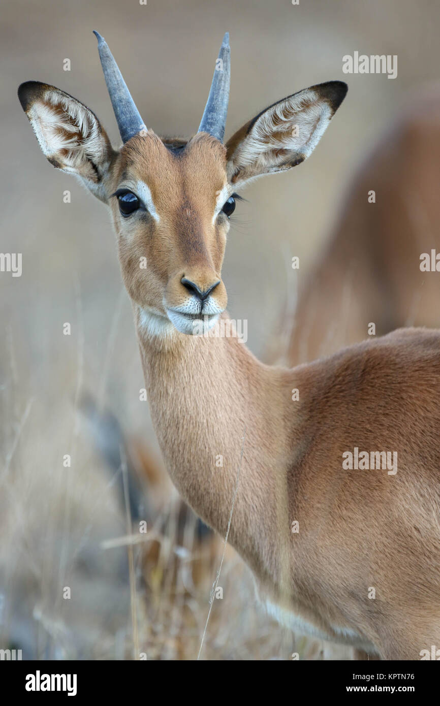 Female Impala (Aepyceros melampus). South Africa. Stock Photo