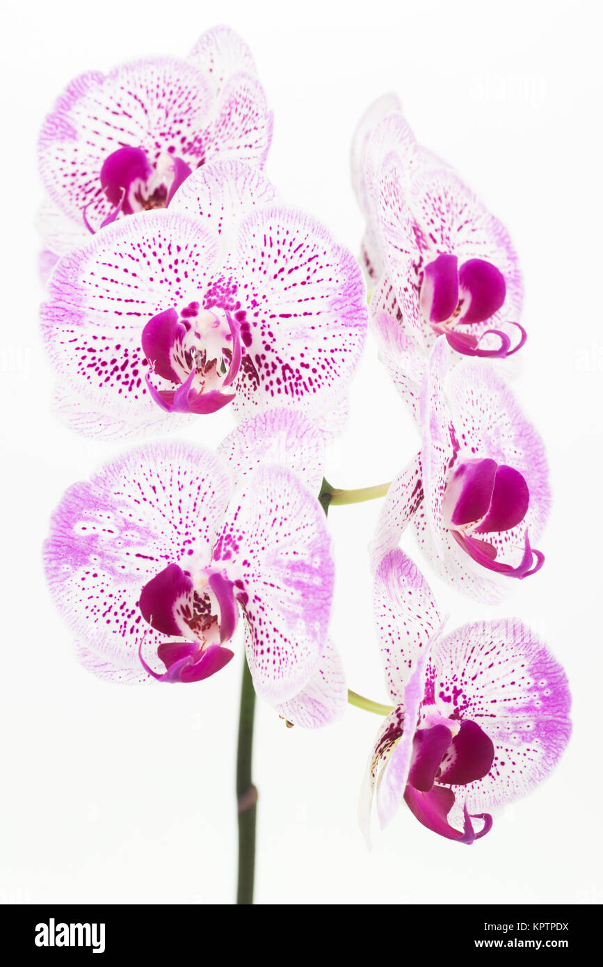 Purple Phalaenopsis orchids Stock Photo