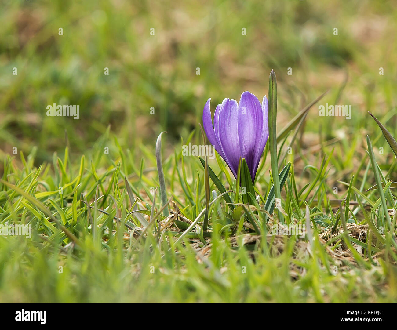 Flowering crocus in close-up name individually and in group Stock Photo