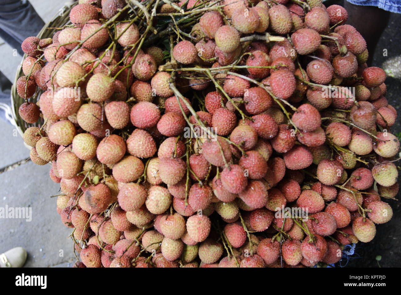 Lychee is the sole member of the genus Litchi in the soapberry family, Sapindaceae. Stock Photo
