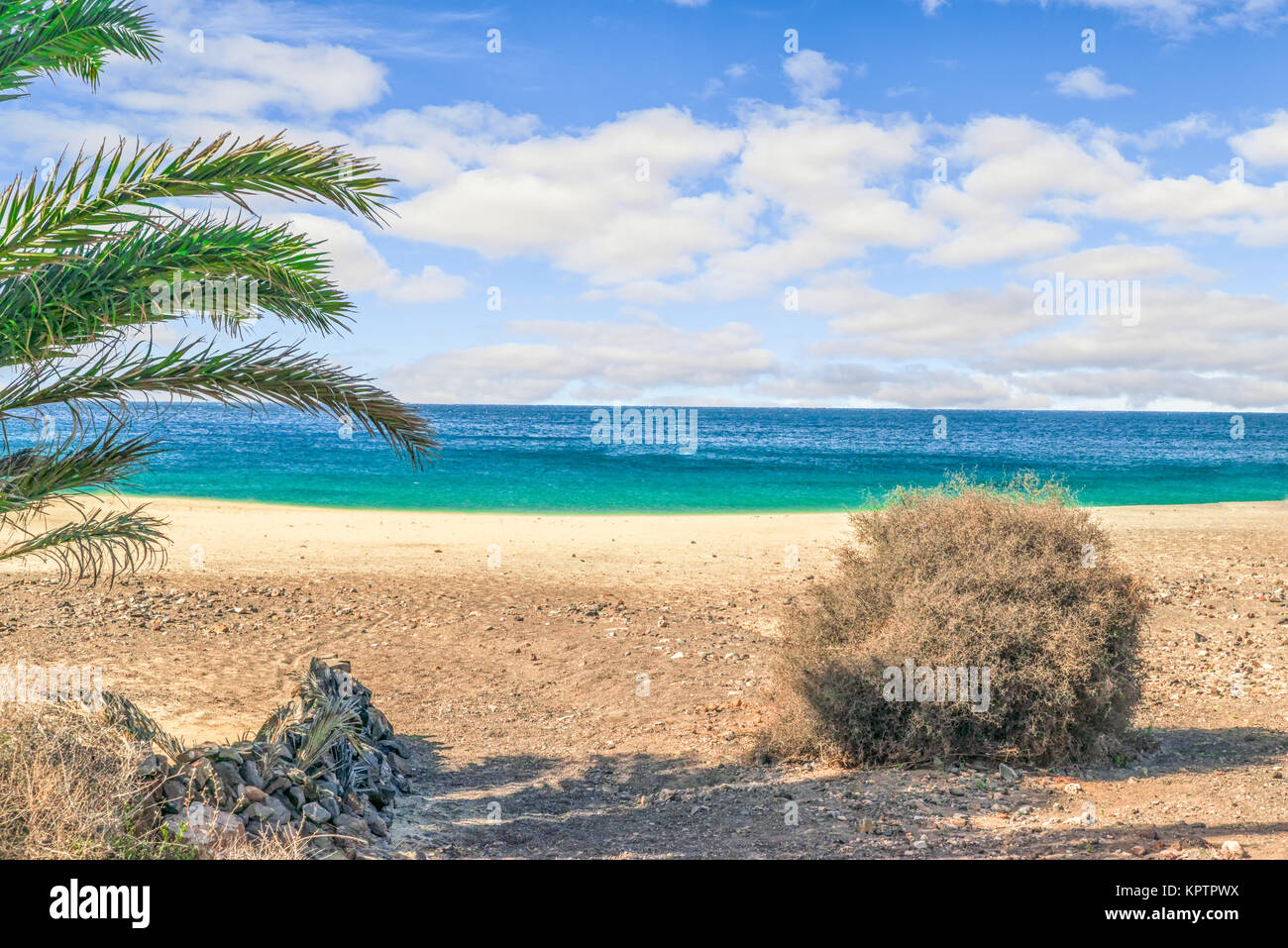 green palm on Playa de Papagayo beach in Lanzarote Stock Photo
