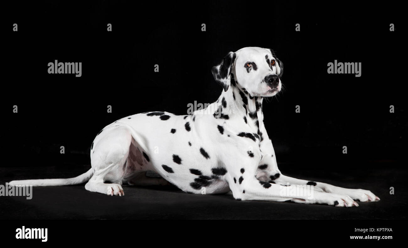 ein liegender Dalmatiner Hund vor schwarzem Hintergrund Stock Photo