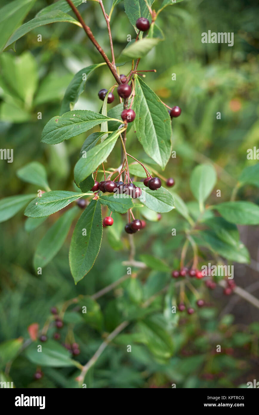 Aronia melanocarpa Stock Photo Alamy