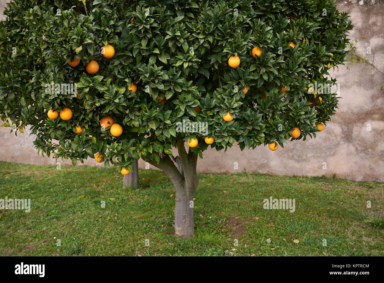 Citrus Sinensis High Resolution Stock Photography and Images Alamy Citrus Sinensis High Resolution Stock Photography and Images Alamy