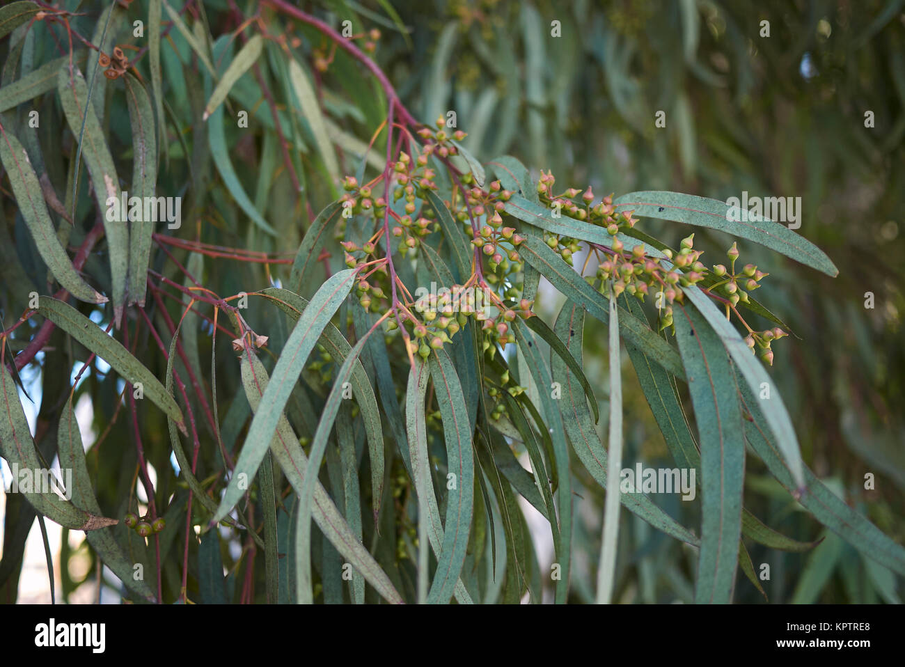 Eucalyptus Fruits Stock Photos & Eucalyptus Fruits Stock Images Alamy