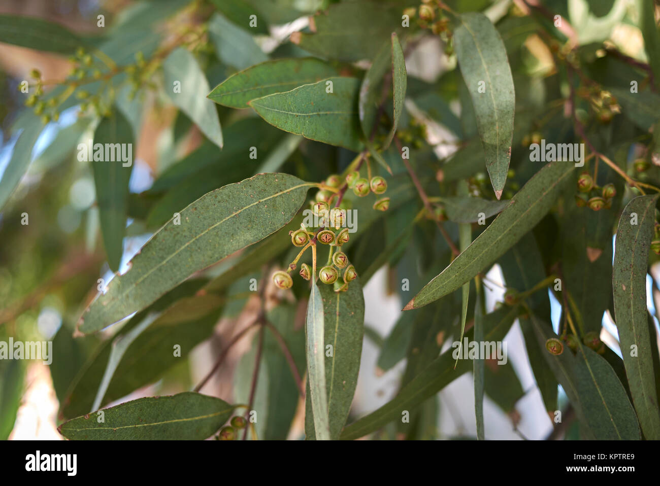 Eucalyptus Fruits Stock Photos & Eucalyptus Fruits Stock Images Alamy