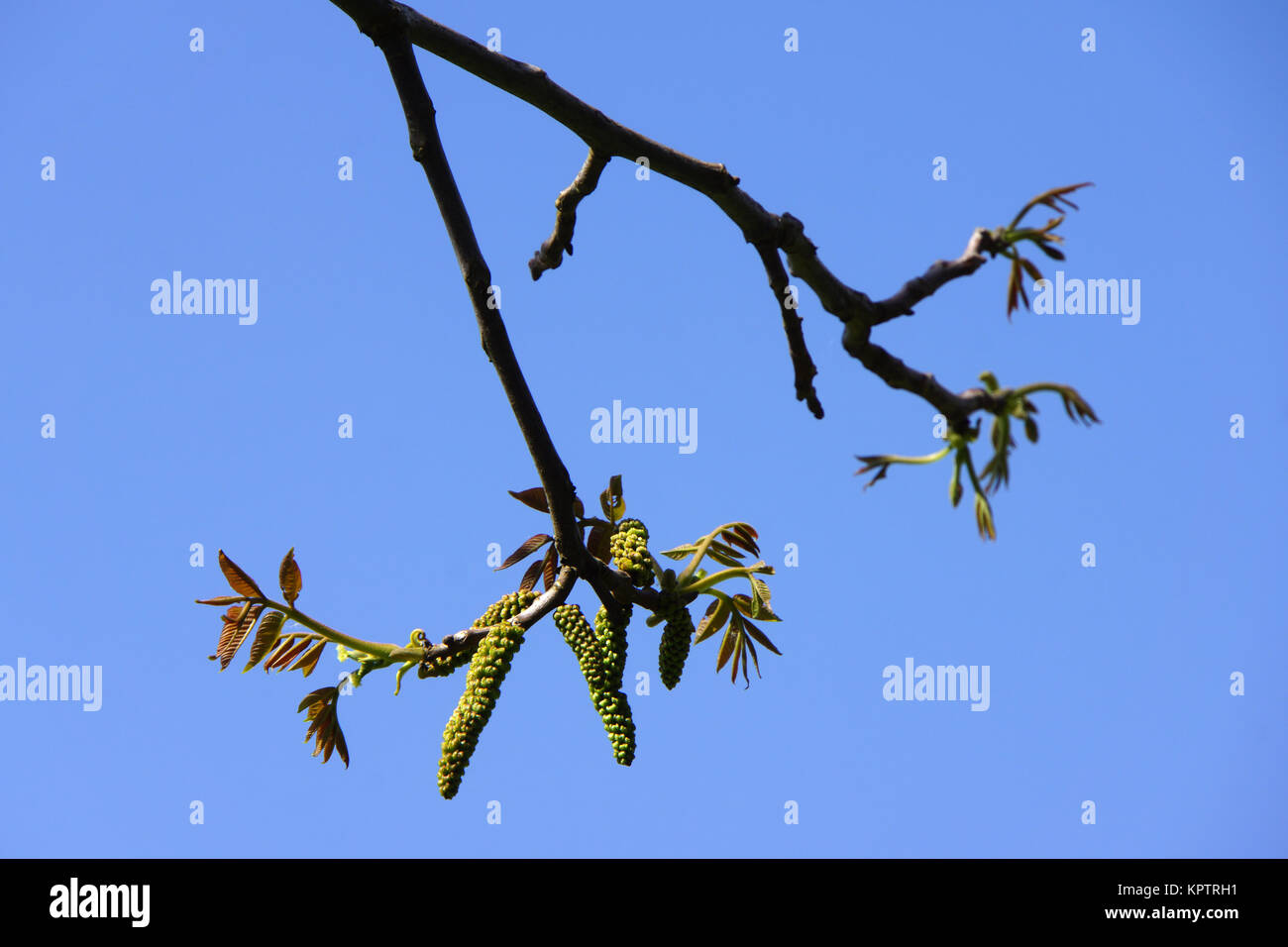 männliche Blüten der Walnuss (Juglans regia Stock Photo - Alamy