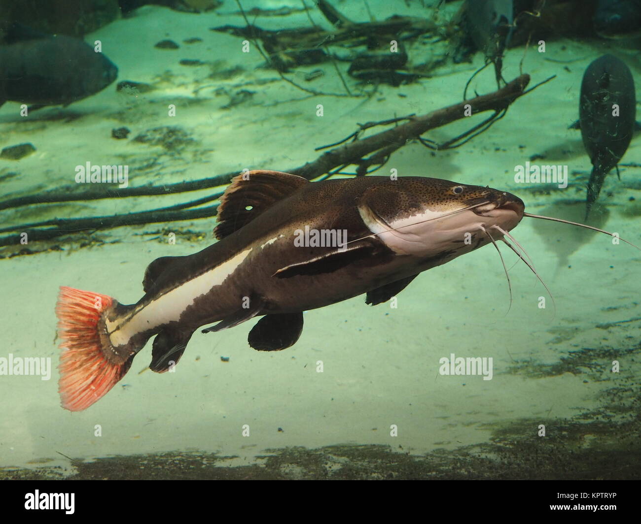 Redfin antenna catfish Stock Photo