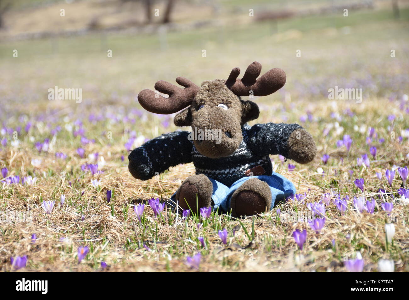 Moose in Flower Meadow Stock Photo - Alamy