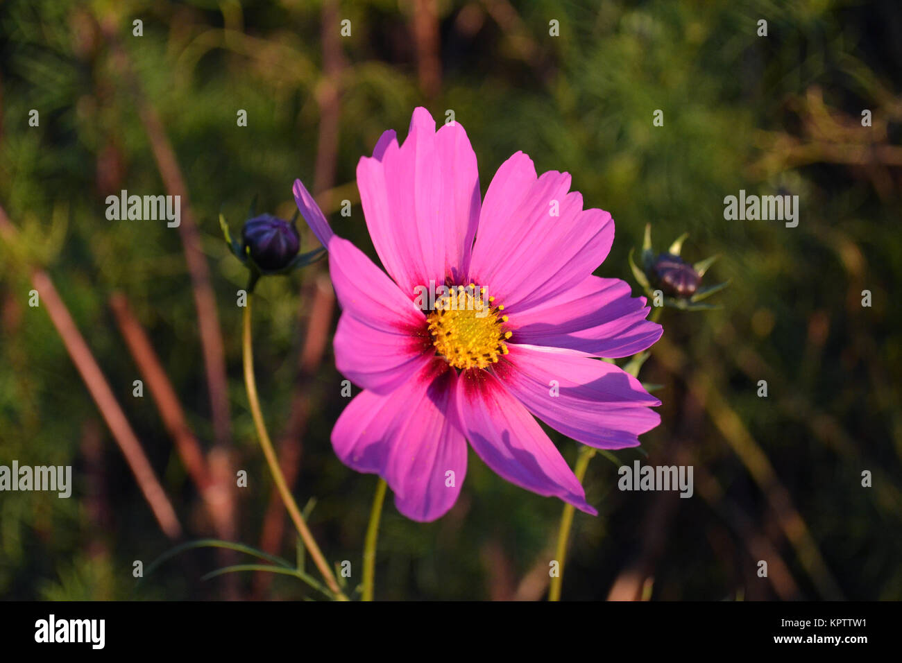 Pretty pink and yellow flower Stock Photo - Alamy