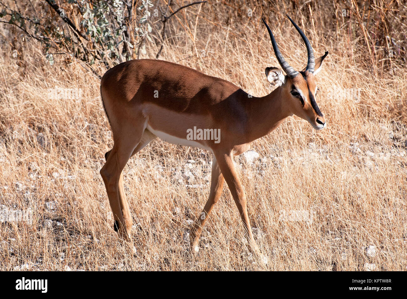 Impala,Black-heel Antelope Stock Photo
