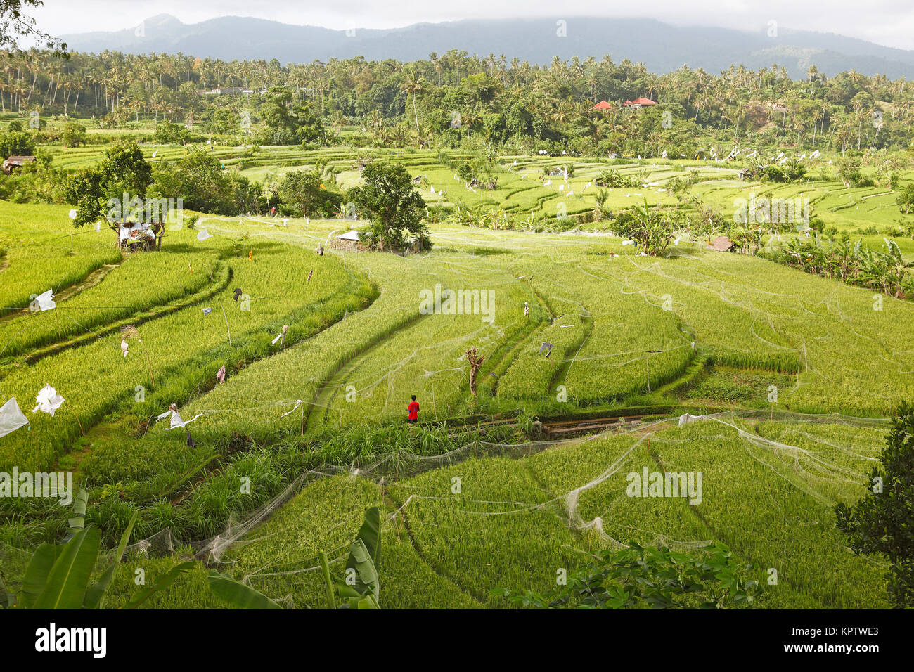Rice fields protected with nets, Bali, Indonesia Stock Photo