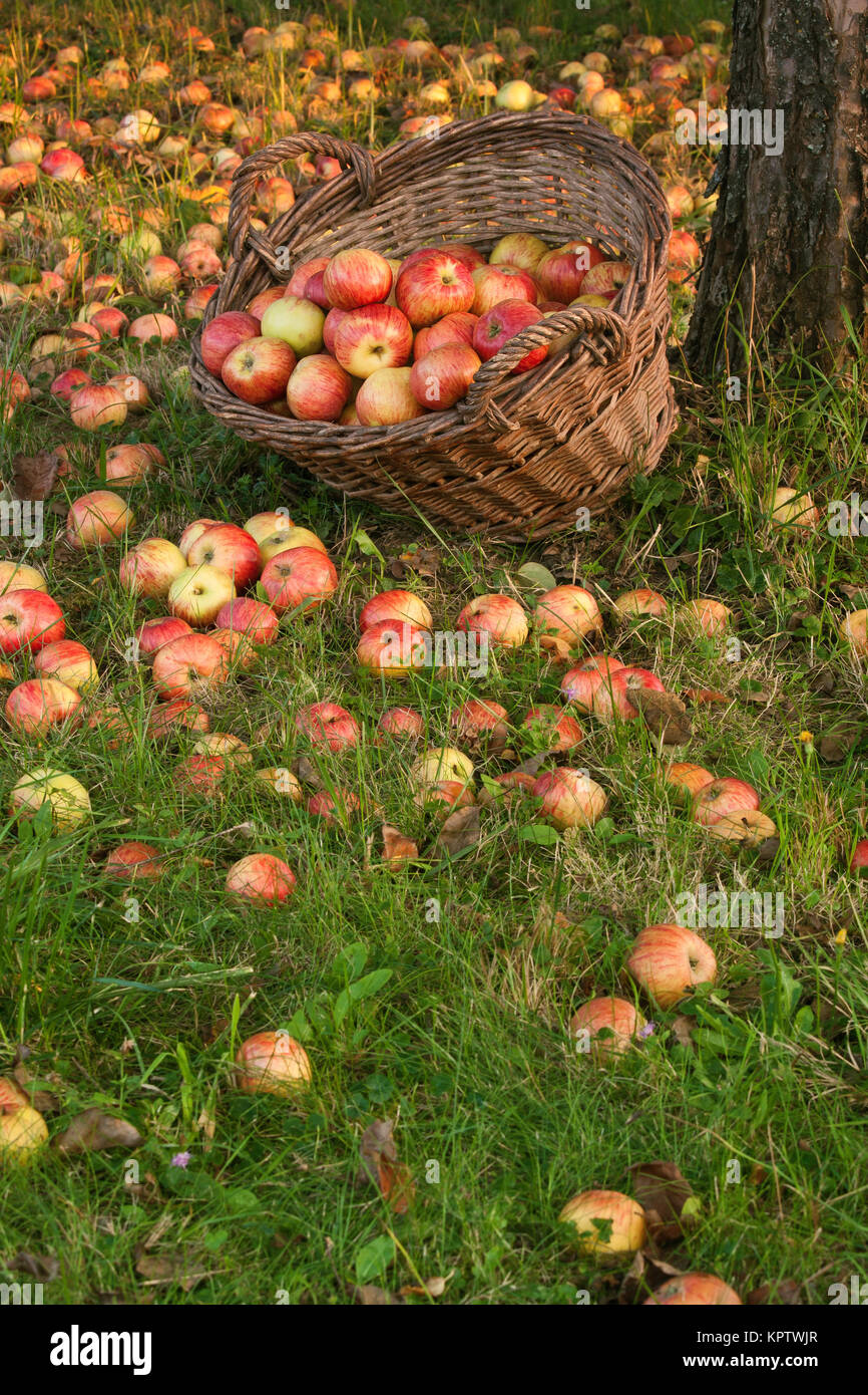 Organic apples in a basket Stock Photo