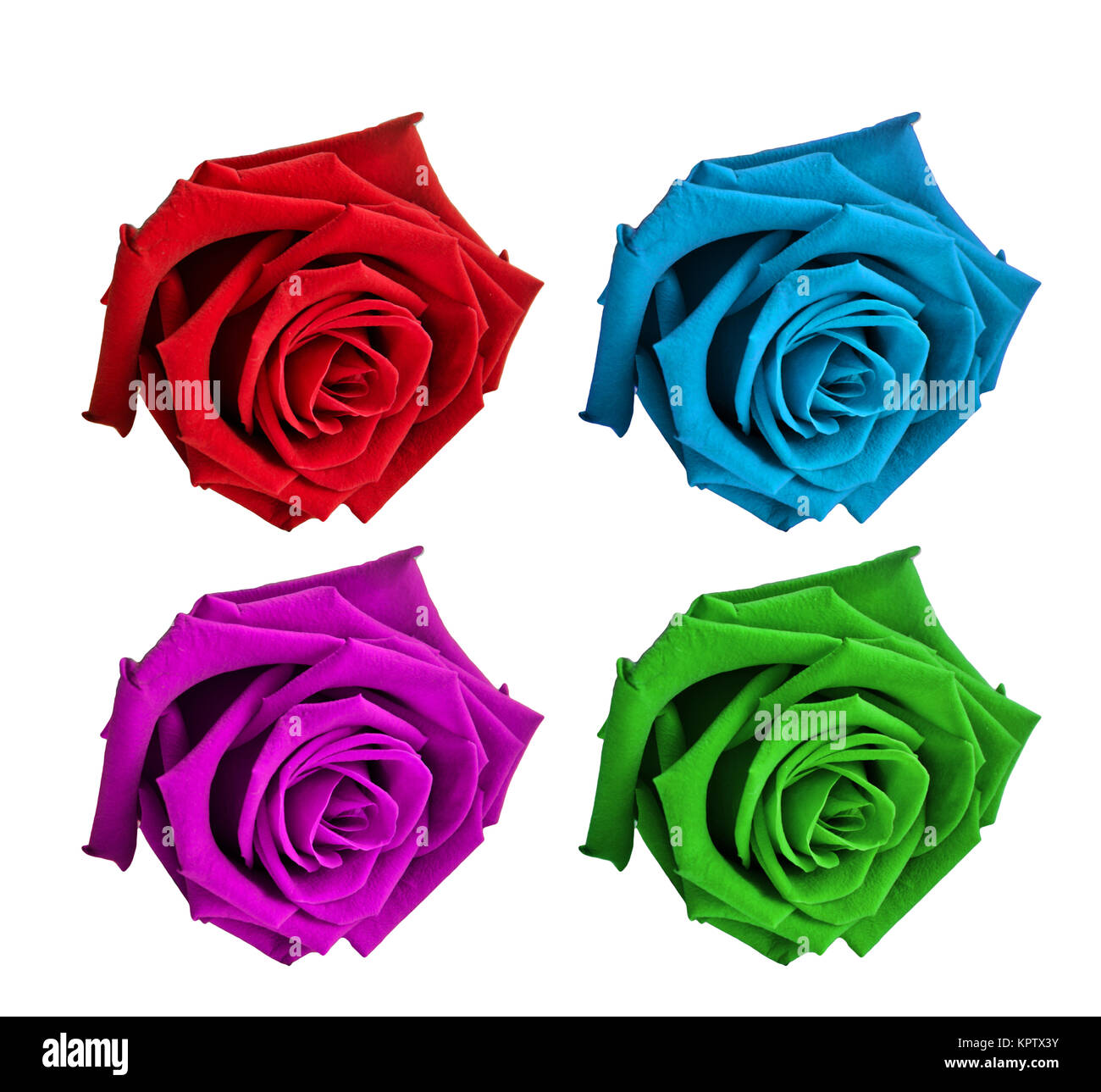 Rose Flowers Isolated on White Background Stock Photo - Alamy