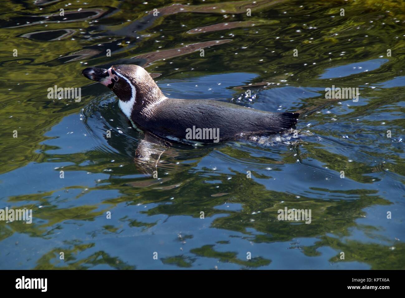 Humboldt Penguins Stock Photo