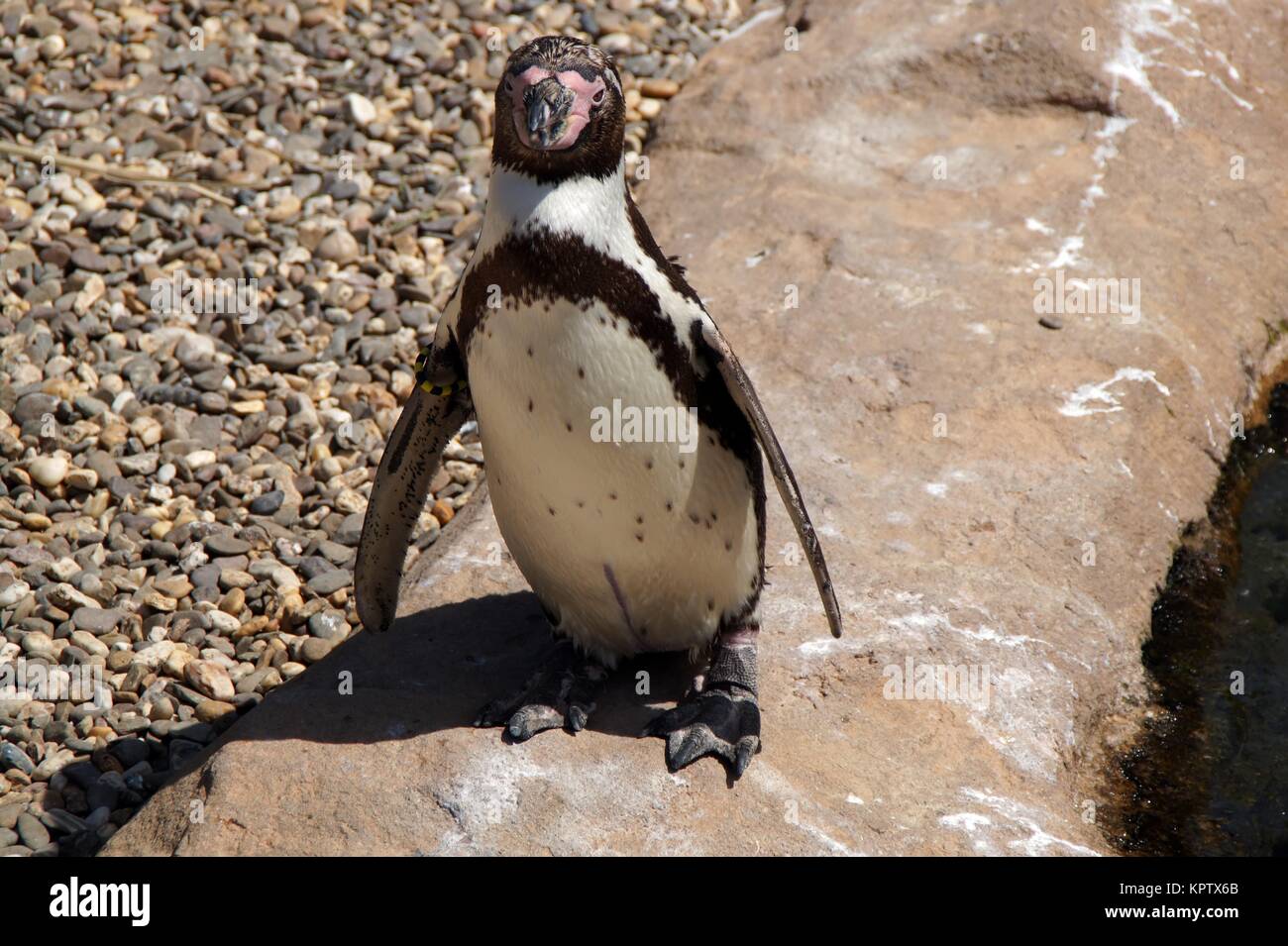 Humboldt Penguins Stock Photo