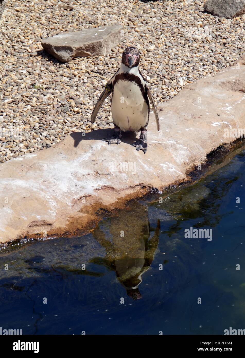 Humboldt Penguins Stock Photo