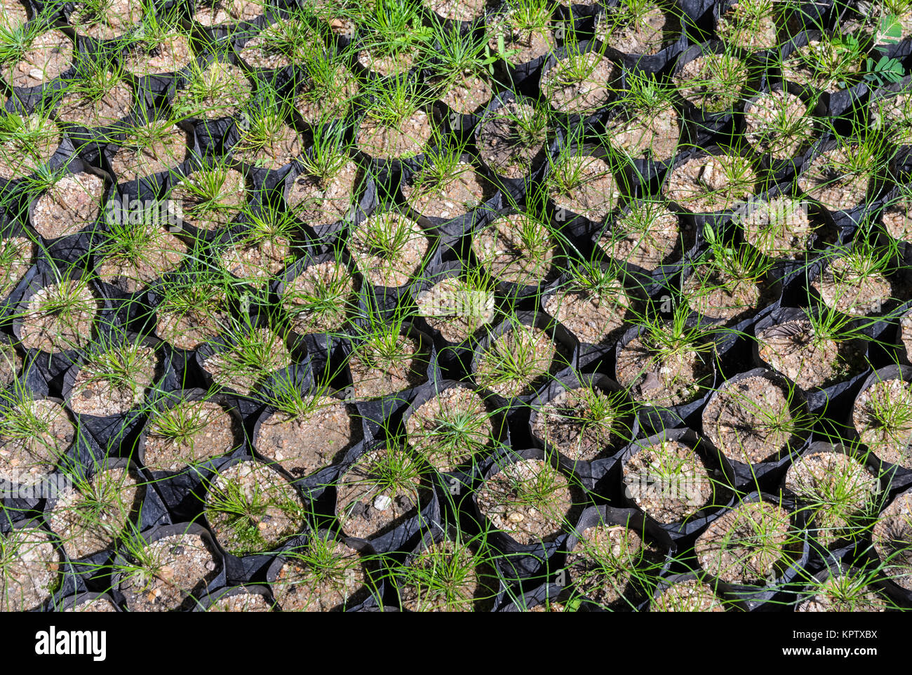 Pine tree seedlings Stock Photo Alamy