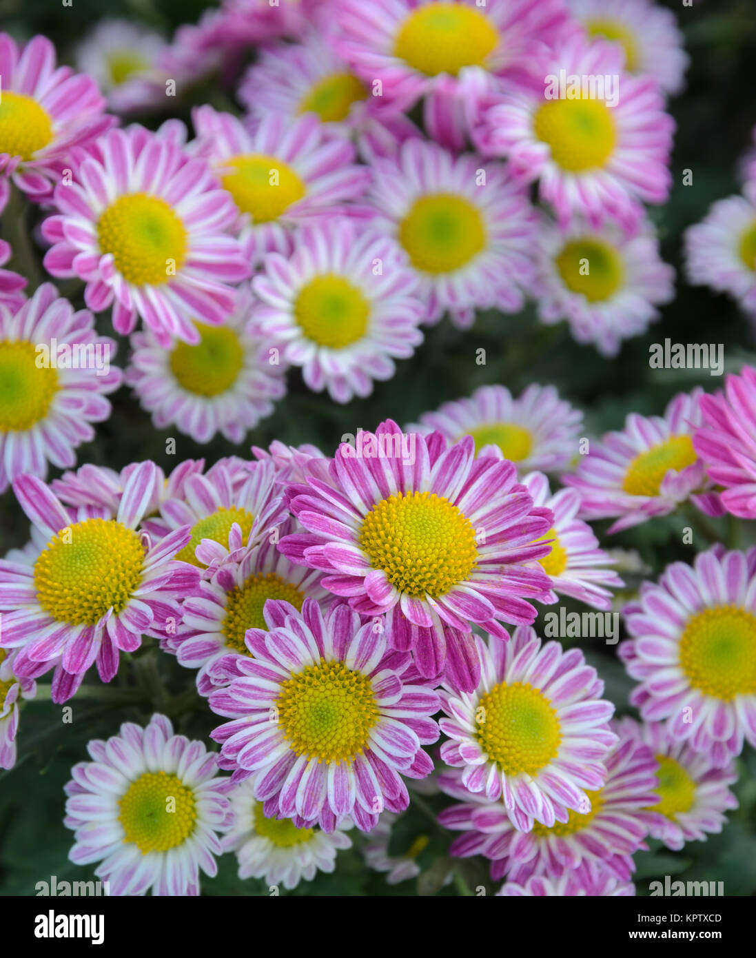 Pink Chrysanthemum flowers in full bloom Stock Photo Alamy
