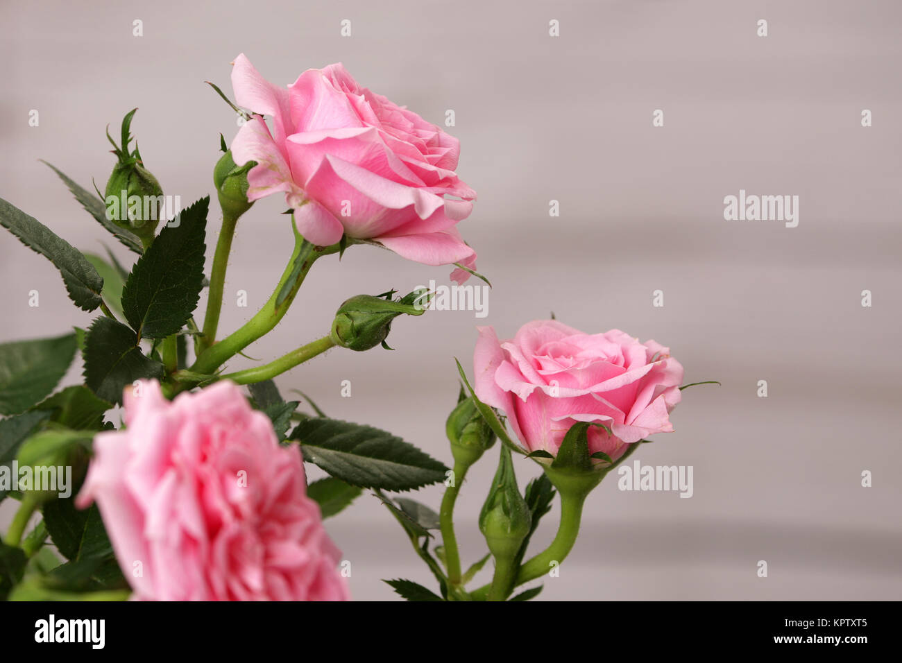 roses for mother's day as a gift Stock Photo