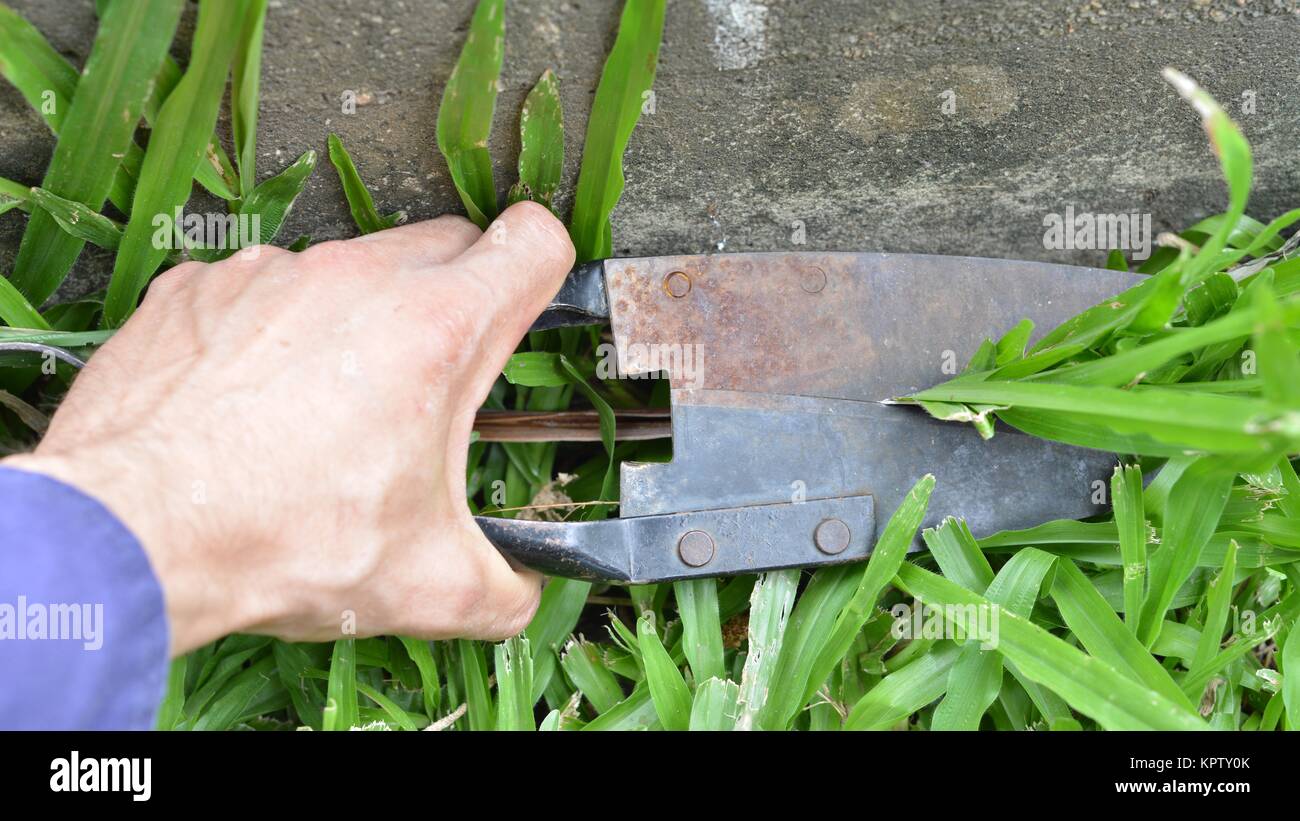 Clipping grass with straight edge hand shears, Townsville, Queensland