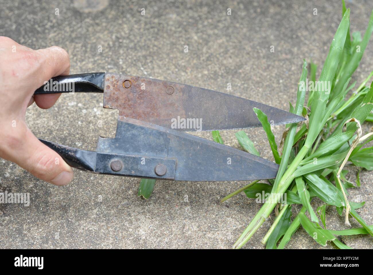 Grass Cutters High Resolution Stock Photography And Images Alamy Grass Cutters High Resolution Stock Photography And Images Alamy