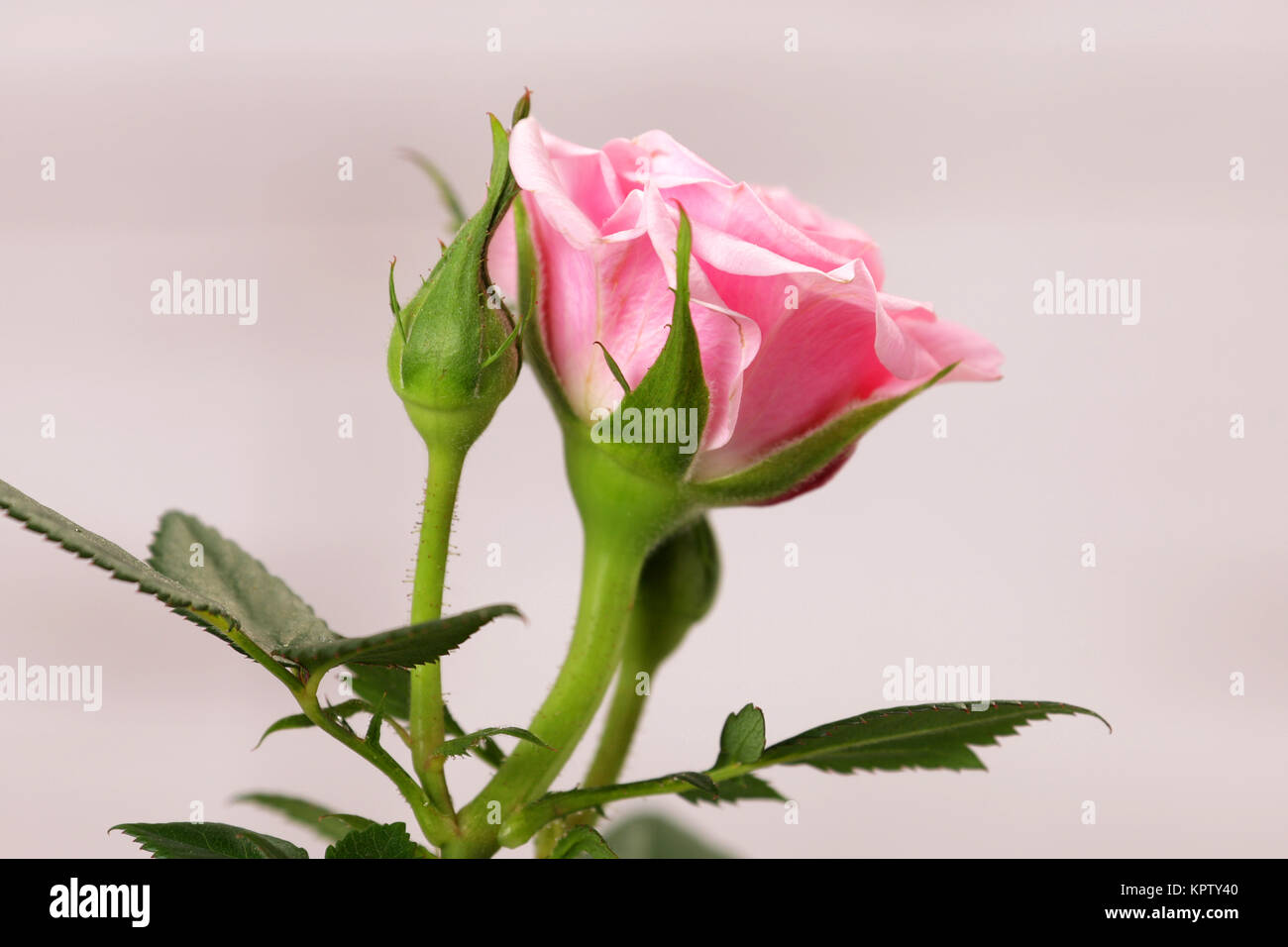 roses for mother's day as a gift Stock Photo