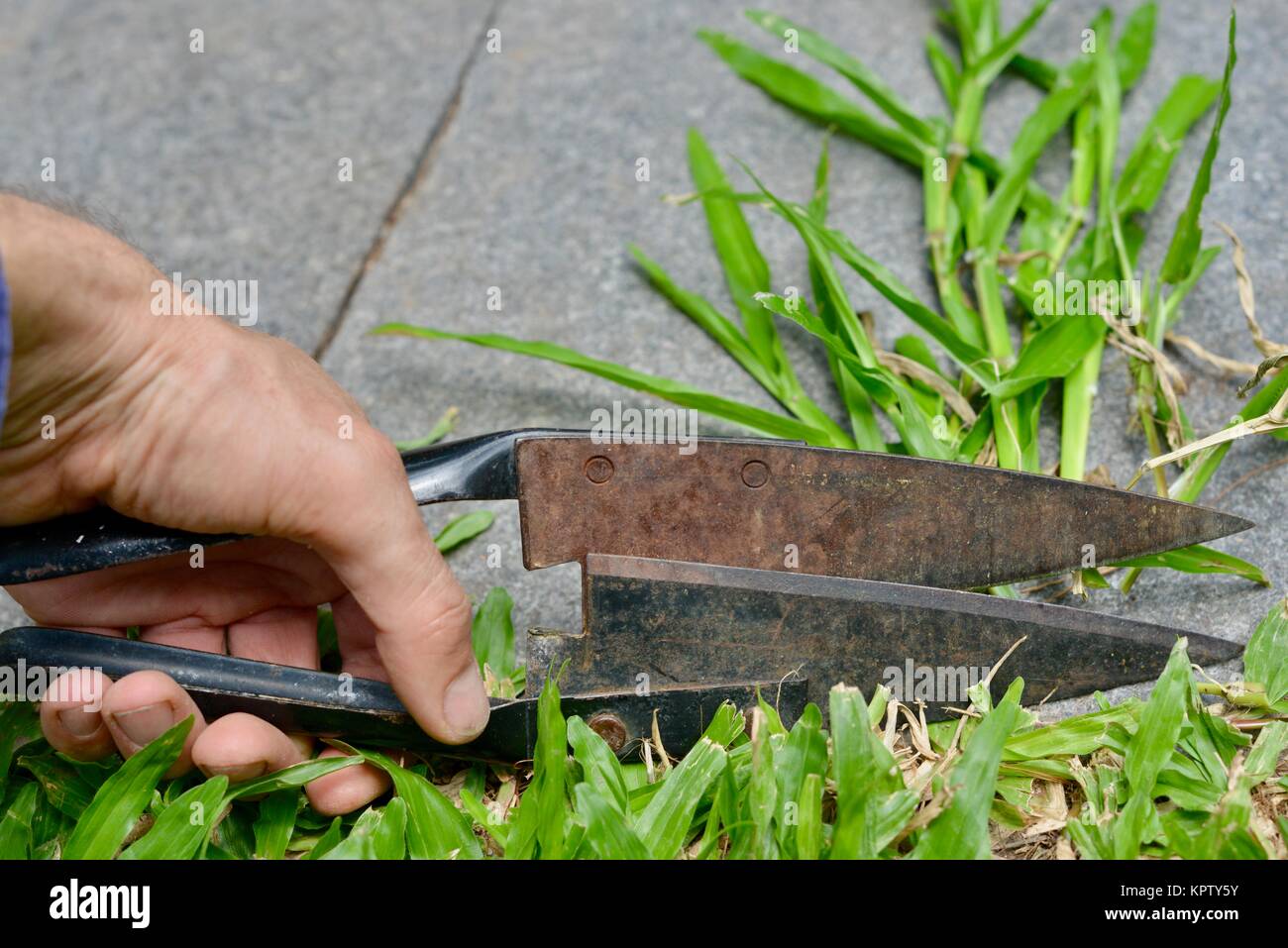 Clipping grass with straight edge hand shears, Townsville, Queensland