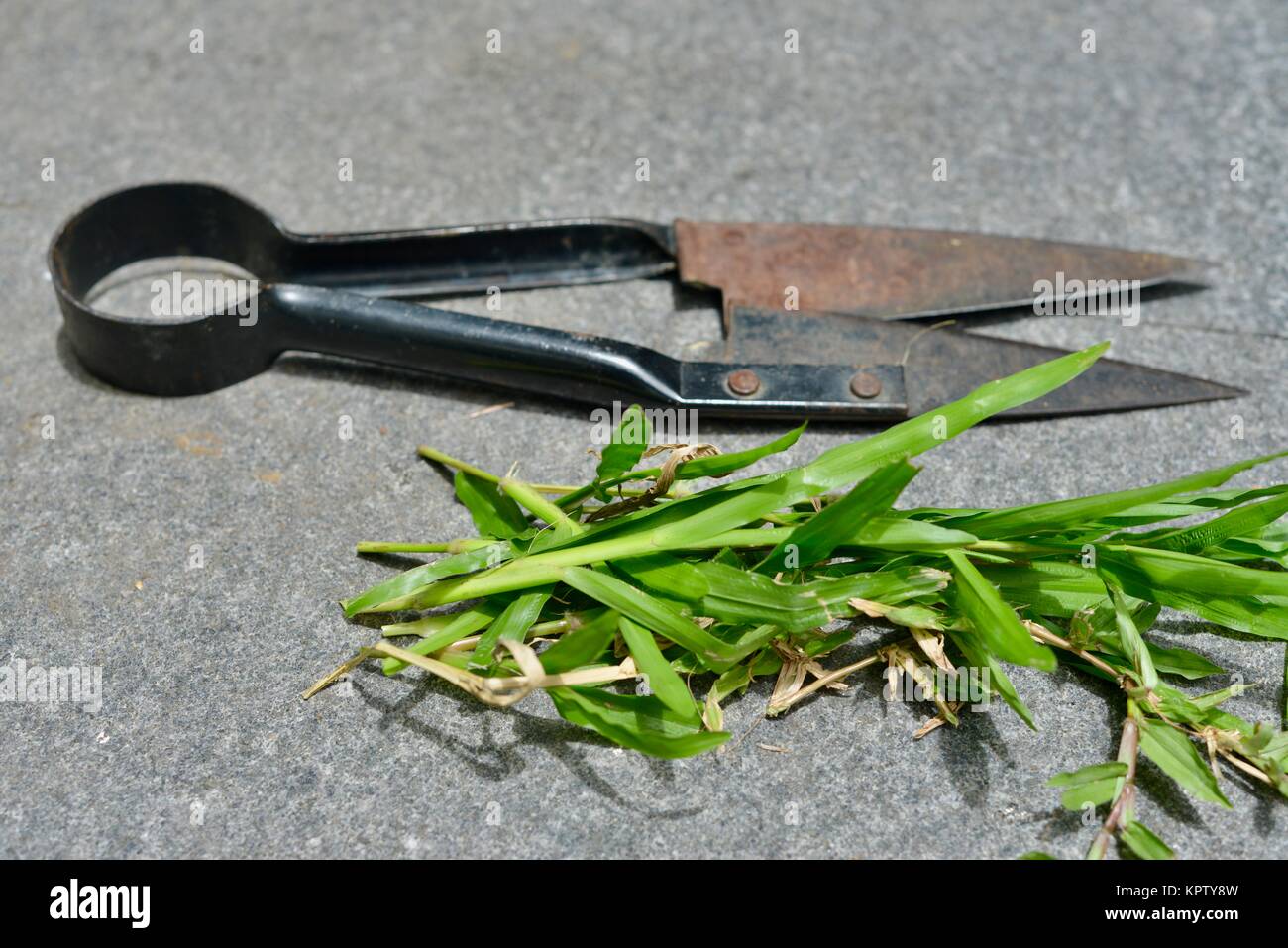 Grass Cutters High Resolution Stock Photography And Images Alamy Grass Cutters High Resolution Stock Photography And Images Alamy