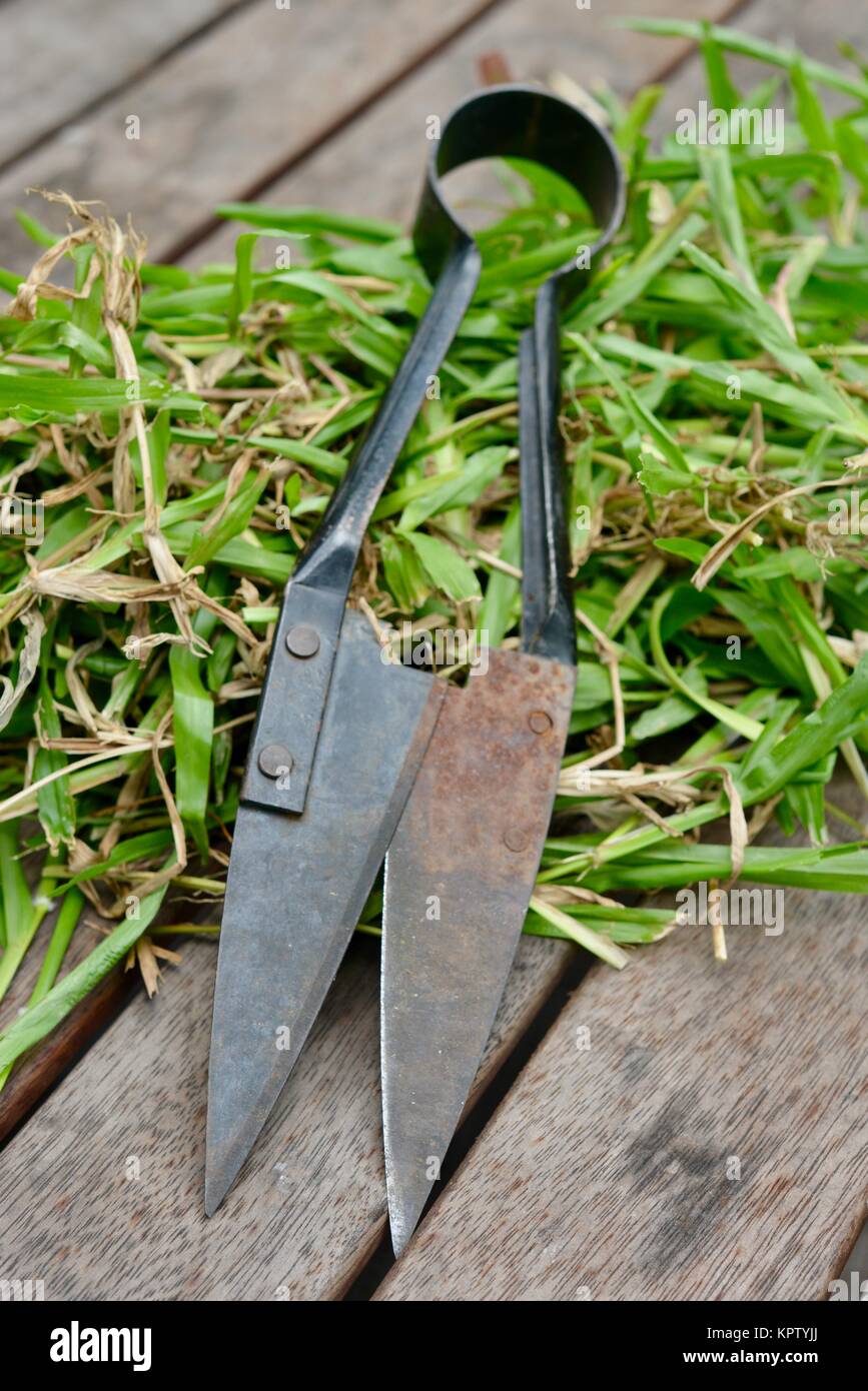 Clipping grass with straight edge hand shears, Townsville, Queensland