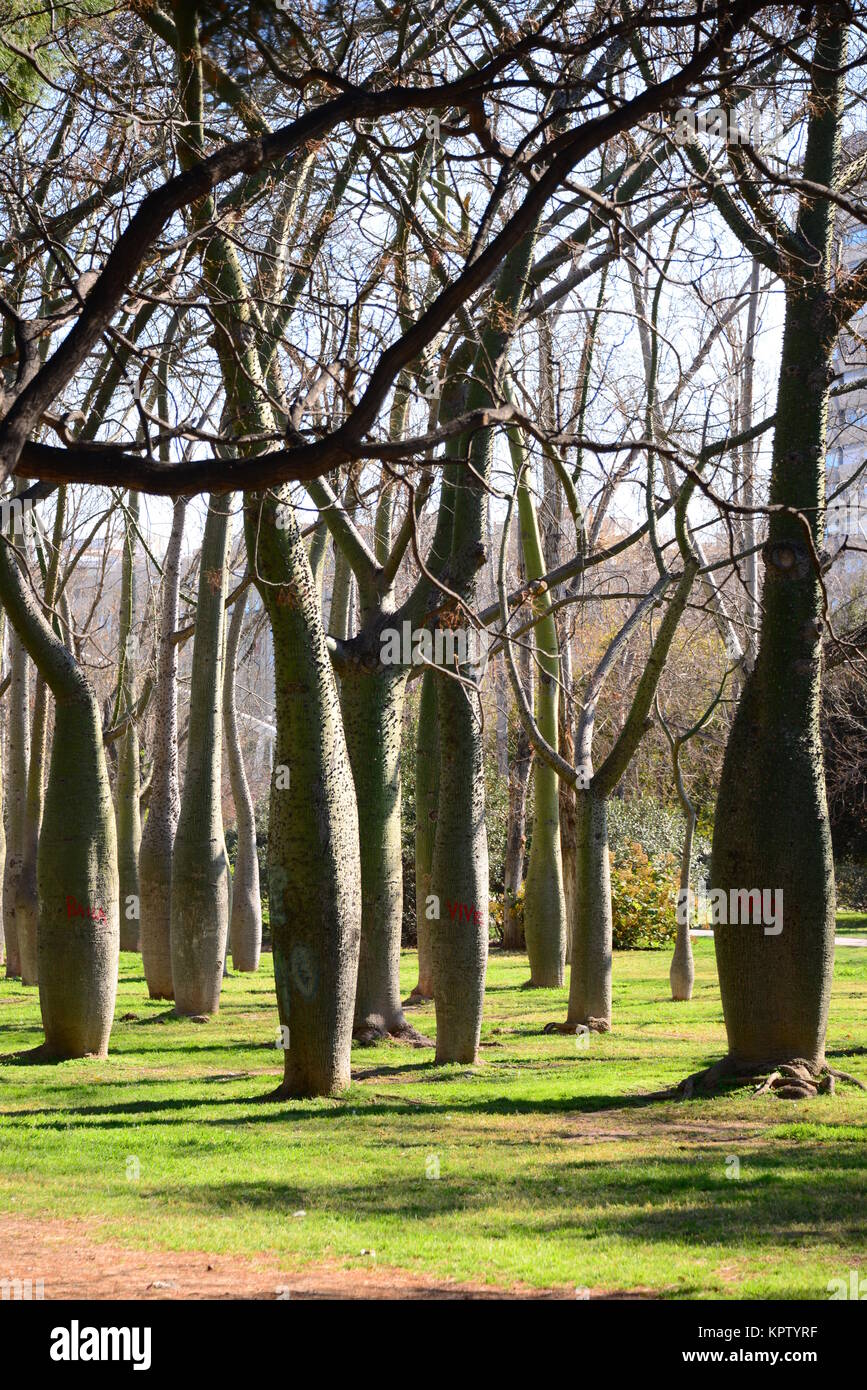 bottle tree in valencia spain Stock Photo Alamy