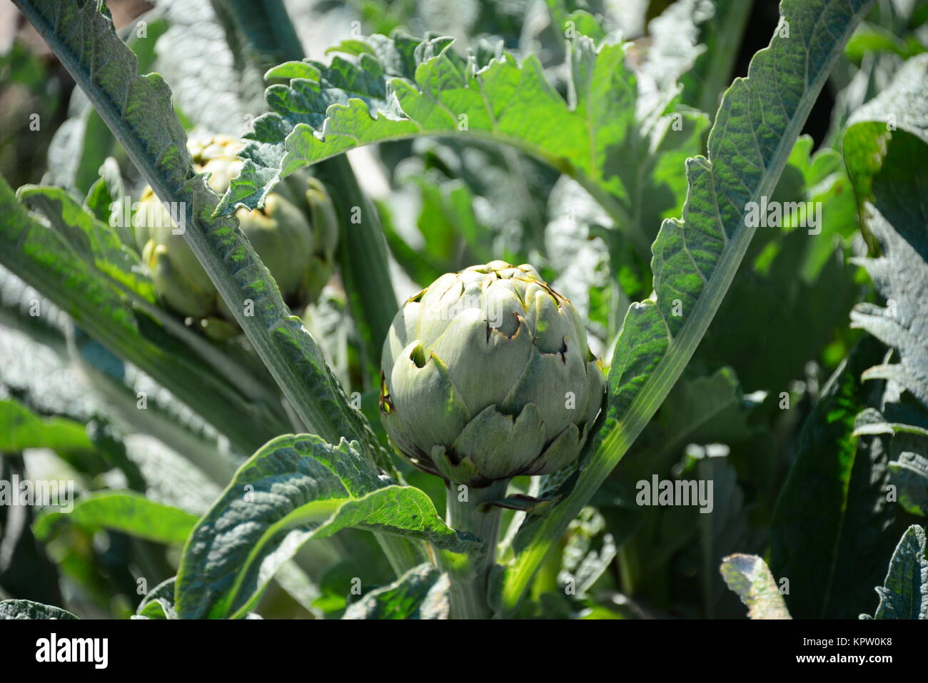 artichokes on the field in spain Stock Photo Alamy