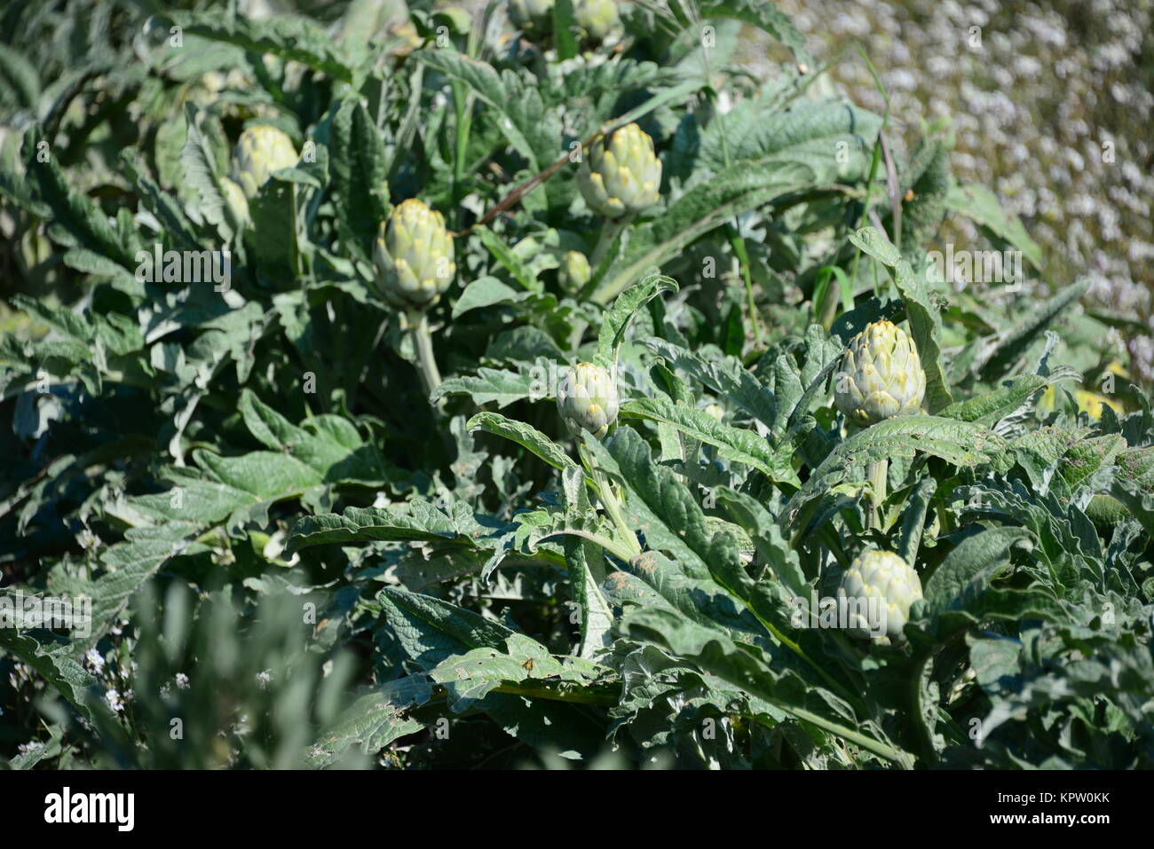 artichokes on the field in spain Stock Photo Alamy
