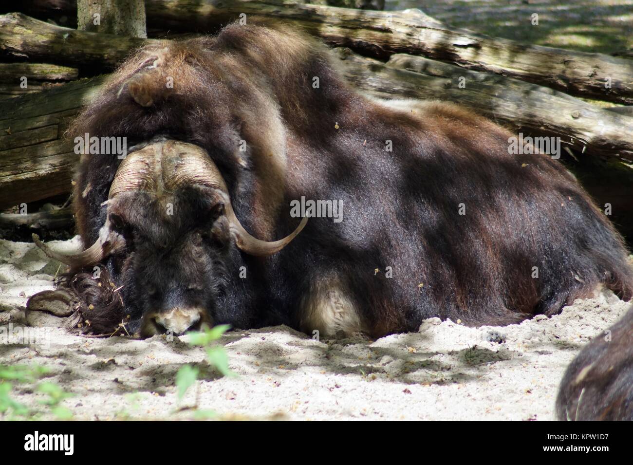 Paarzeher hi-res stock photography and images - Alamy