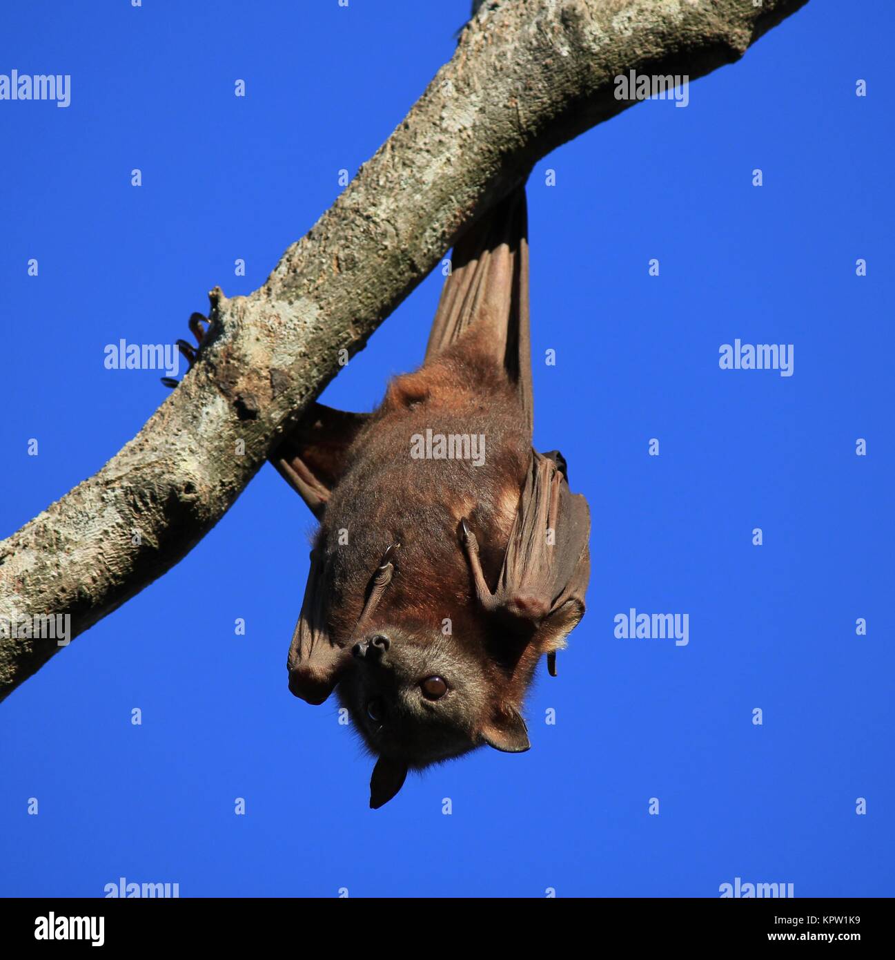 Fruit bat hanging upside down on a tree Stock Photo - Alamy