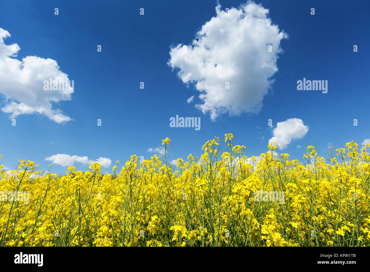 Blühendes Rapsfeld im Frühling mit blauen Himmel und Quellwolken Stock ...