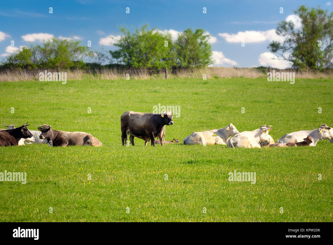 Herd of cows at spring green field Stock Photo - Alamy