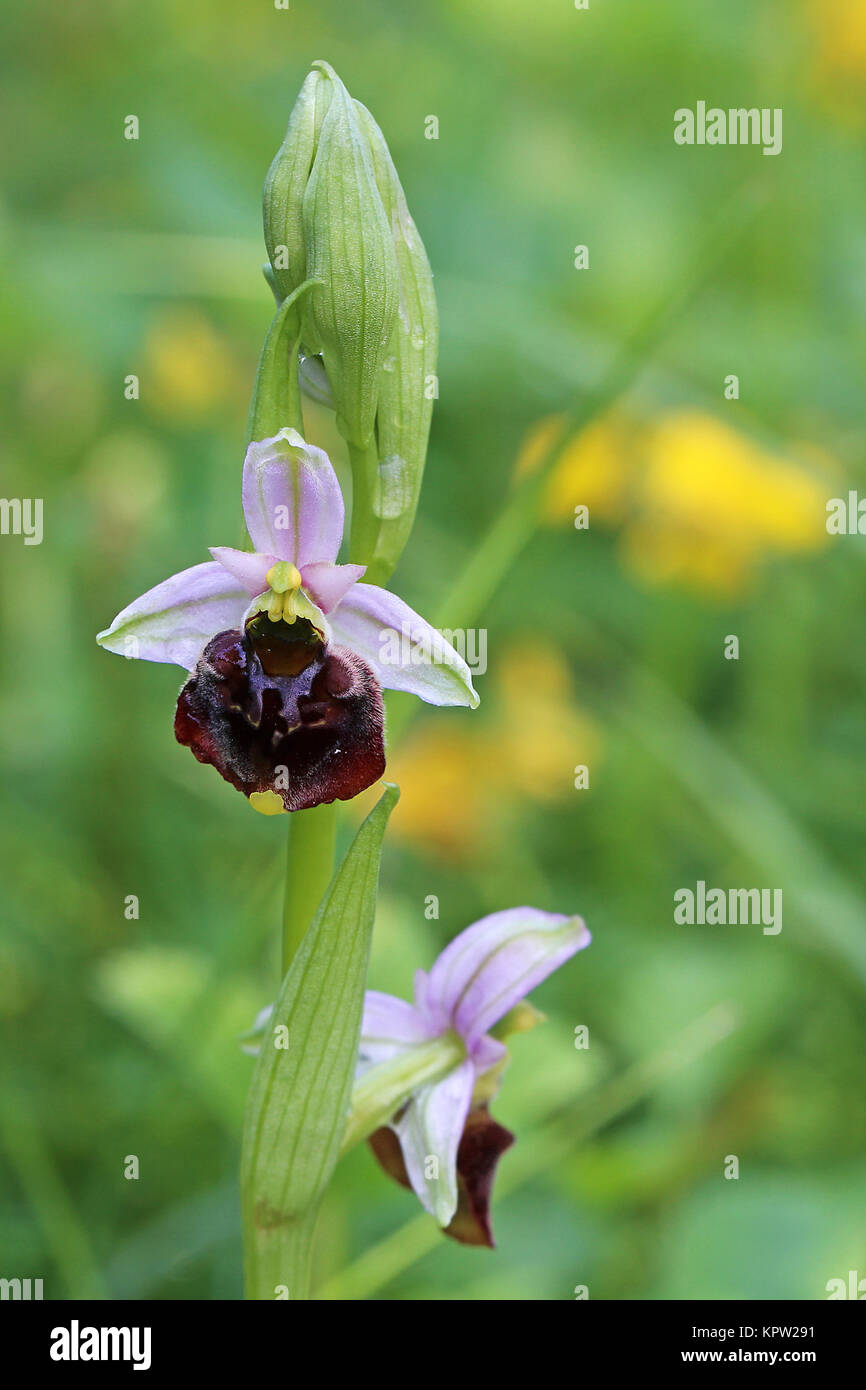 macro bumblebee ophrys holoserica Stock Photo