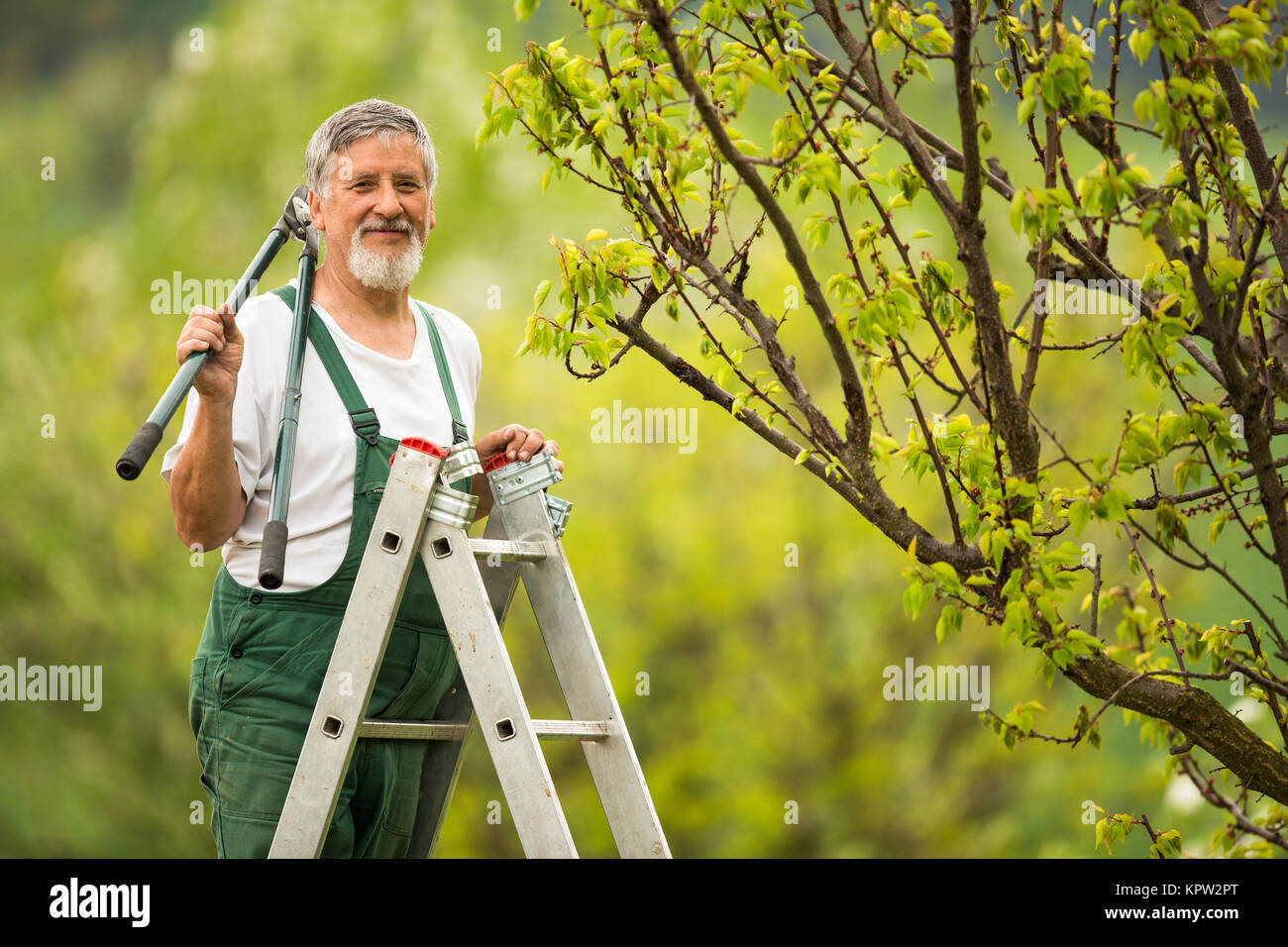 Senior man gardening in his garden (color toned image Stock Photo - Alamy
